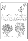 cycle of an apple tree
